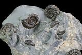 Ammonite (Promicroceras) Cluster - Somerset, England #86229-2